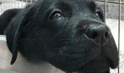 二狗网红吃瓜视频,揭秘娱乐圈幕后真相